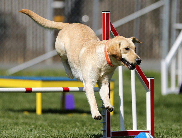 RuffLifeGear Running Dog Leash Online Boutique Ruff Life Gear